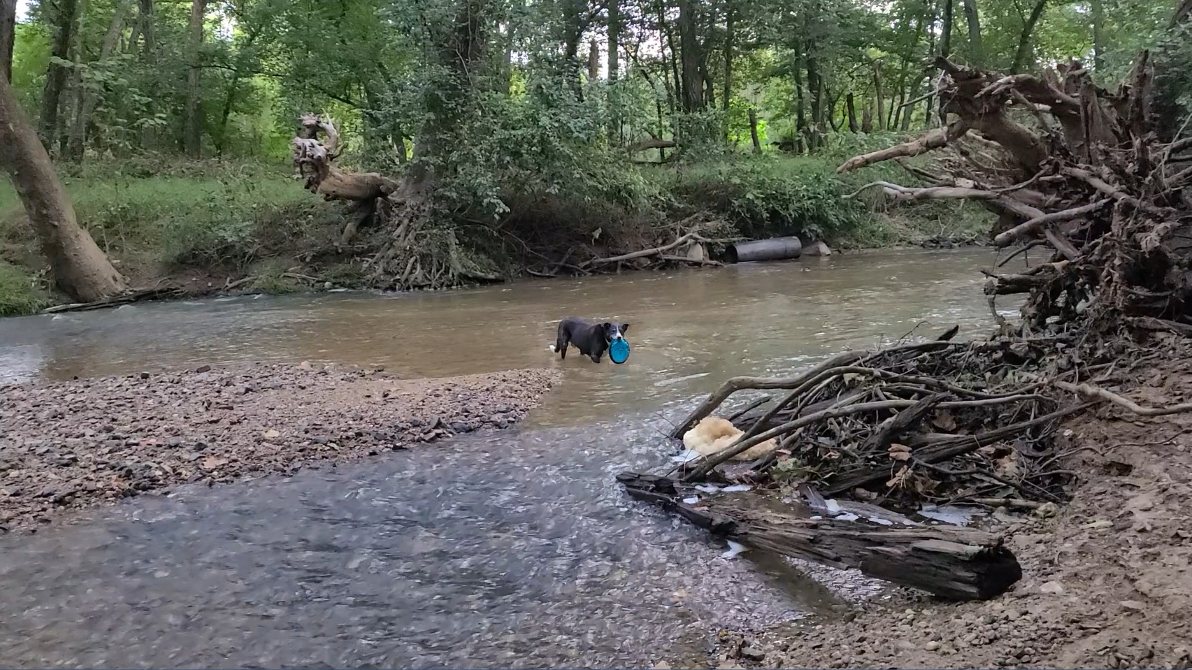 Playing in water